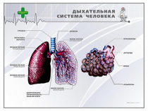 Стенд "Дыхательная система человека" - «globural.ru» - Кузнецк
