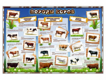 Стенд "Породы коров" - «globural.ru» - Кузнецк
