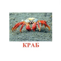 Карточки Домана "Подводный мир" - «globural.ru» - Кузнецк