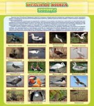 Стенд "Красная книга - птицы" - «globural.ru» - Кузнецк