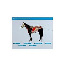 Стенд-планшет светодинамический "Изучение пищеварительной системы сельскохозяйственных животных" со сменными панелями - «globural.ru» - Кузнецк