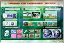 Электрифицированный стенд "Уровни организации жизни" - «globural.ru» - Кузнецк