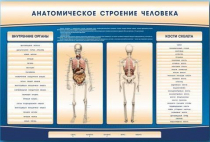 Электрифицированный стенд-тренажер c макетом скелета "Анатомическое строение человека" - «globural.ru» - Кузнецк