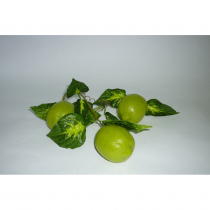 Муляж "Ветка лайма" - «globural.ru» - Кузнецк