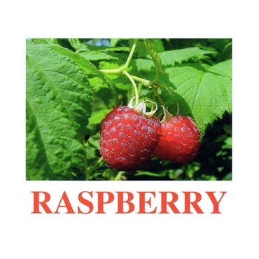 "Berries-1" ("Ягоды-1") английские карточки Домана - «globural.ru» - Кузнецк