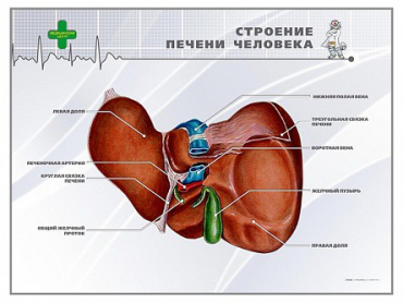 Стенд "Строение печени человека" - «globural.ru» - Кузнецк