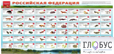 Стенд "Красная книга РФ" - «globural.ru» - Кузнецк