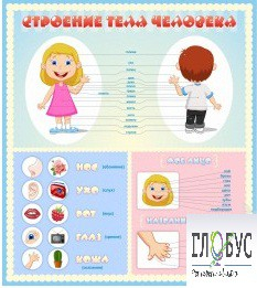 Стенд "Строение человека" для детей - «globural.ru» - Кузнецк