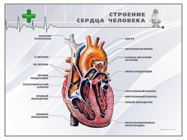 Стенд "Строение сердца человека" - «globural.ru» - Кузнецк