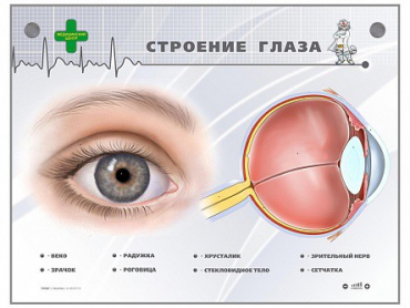 Интерактивный стенд "Строение глаза" - «globural.ru» - Кузнецк