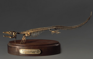 Модель скелета мозазавра Mosasaurus - «globural.ru» - Кузнецк