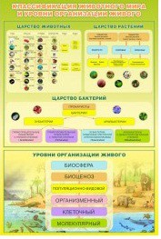 Стенд "Классификация животного мира" - «globural.ru» - Кузнецк
